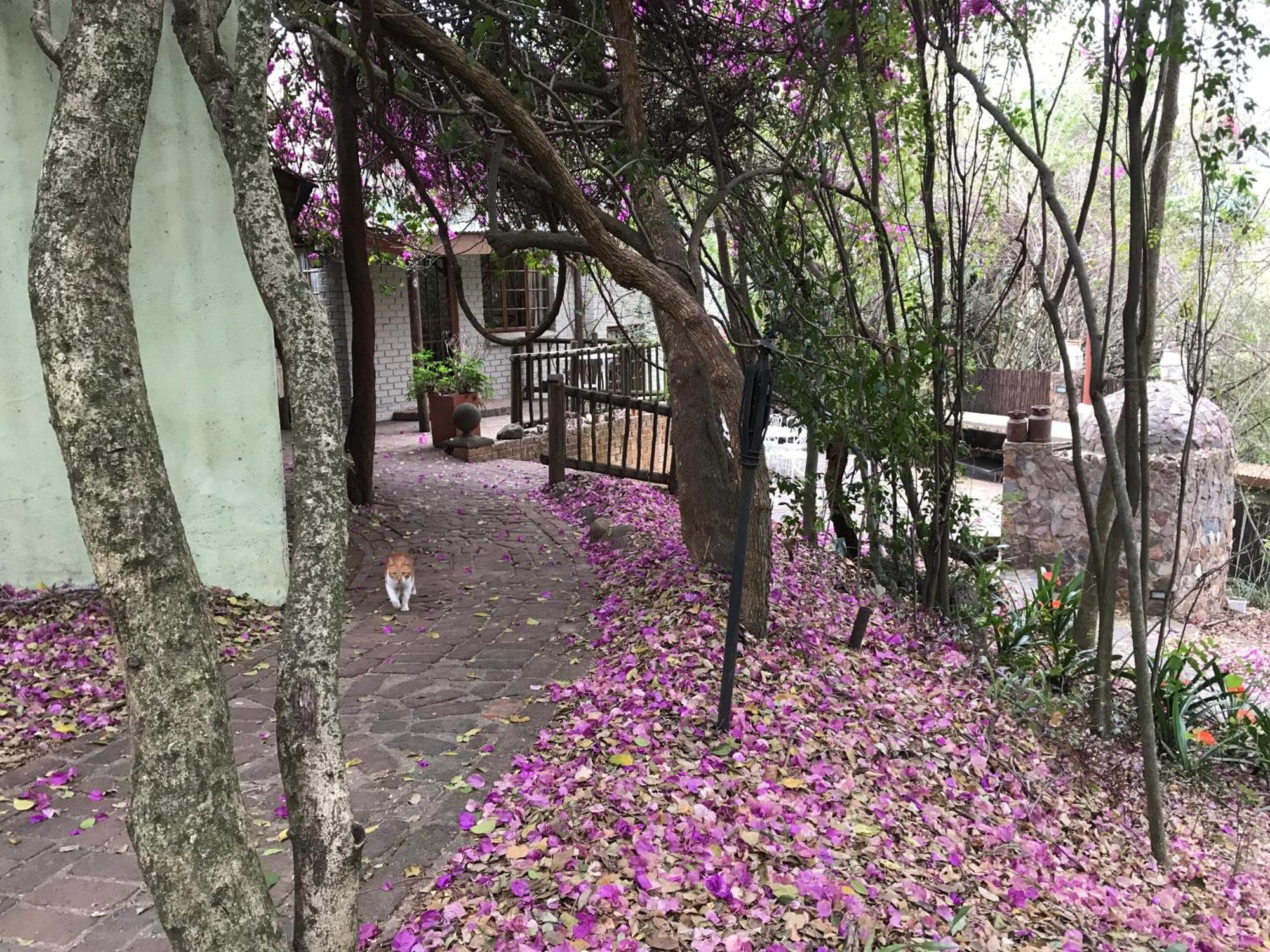 ホテル Old Joe'S Kaia Shoemanskloof エクステリア 写真